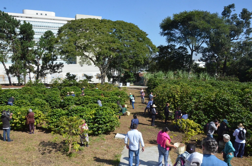 Cafezal do Instituto Biológico passa a ter 3 mil plantas de diferentes variedades