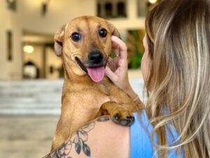 Denuncie maus-tratos contra animais sem sair de casa