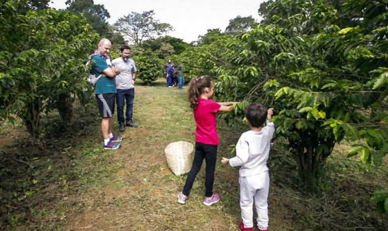 Biológico faz a Colheita de café na Vila Mariana