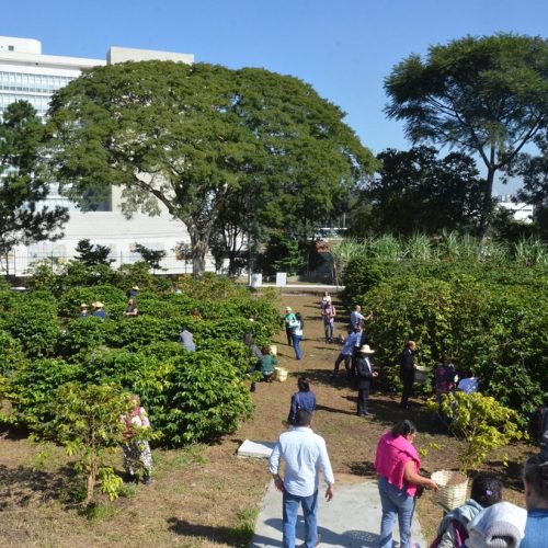 Cafezal do Instituto Biológico passa a ter 3 mil plantas de diferentes variedades