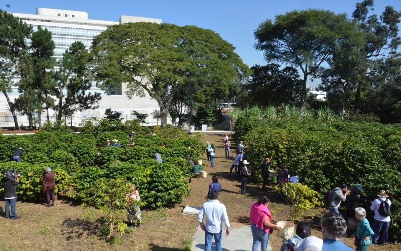 Cafezal do Instituto Biológico passa a ter 3 mil plantas de diferentes variedades