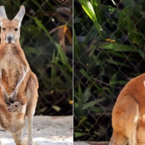 Bebê canguru é o novo habitante do Zoo de São Paulo