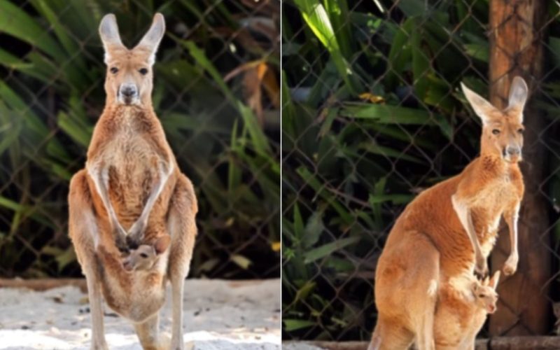 Bebê canguru é o novo habitante do Zoo de São Paulo