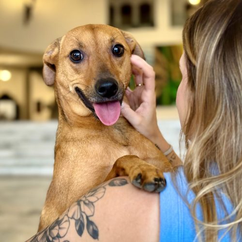 Denuncie maus-tratos contra animais sem sair de casa