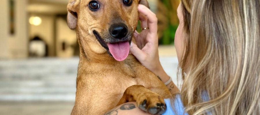 Denuncie maus-tratos contra animais sem sair de casa