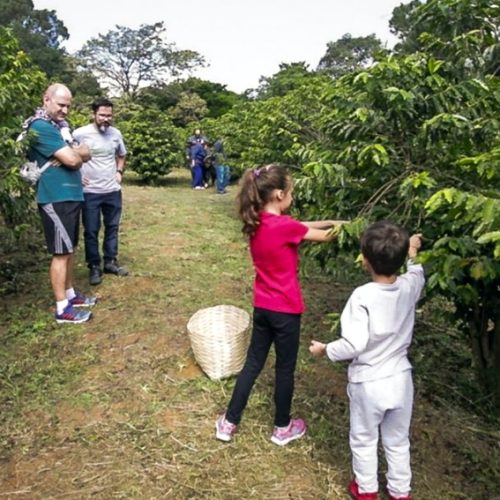 Biológico faz a Colheita de café na Vila Mariana 