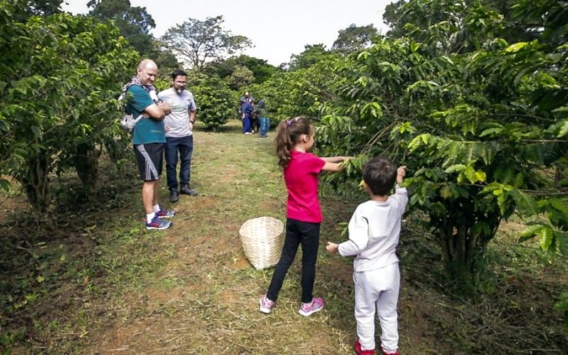 Biológico faz a Colheita de café na Vila Mariana 