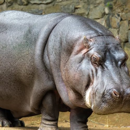 Hipopótamo Ramon chega ao Zoo São Paulo para conhecer nova companheira