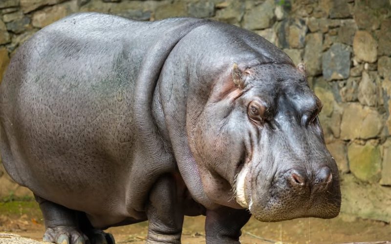 Hipopótamo Ramon chega ao Zoo São Paulo para conhecer nova companheira