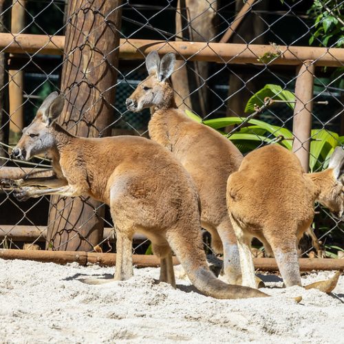 Zoo de São Paulo recebe 4 cangurus-vermelhos