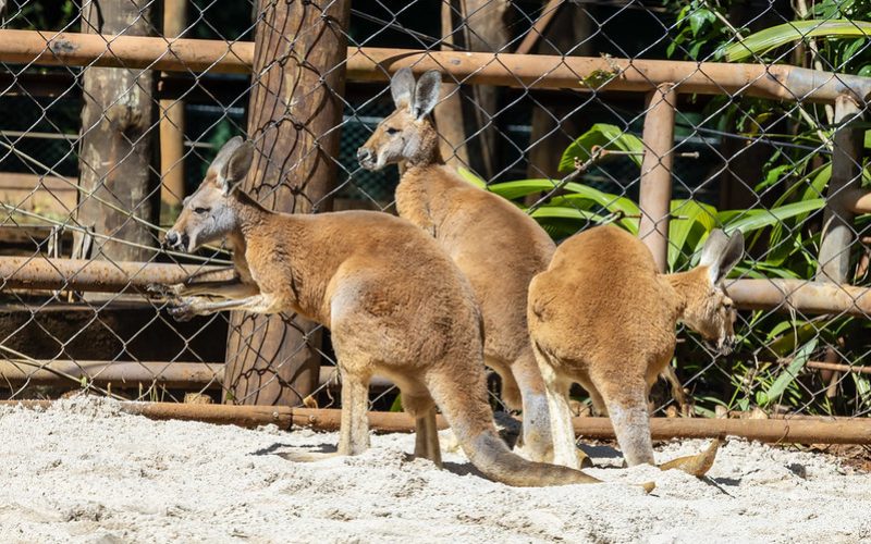 Zoo de São Paulo recebe 4 cangurus-vermelhos