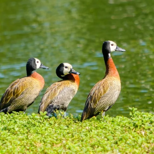 São Paulo confirma caso de gripe aviária em marreco no Parque Ibirapuera