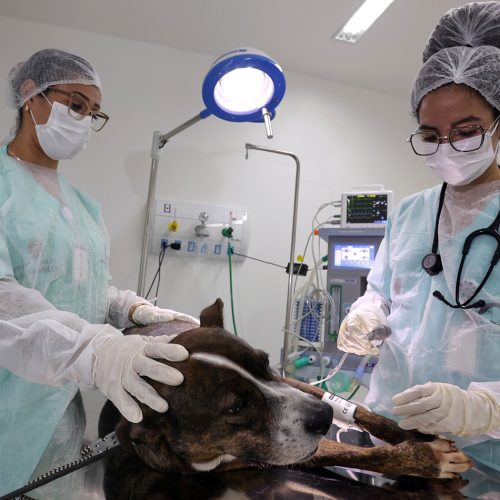 Rede de Hospitais Veterinários Públicos dobra atendimentos e ganha quinta unidade na capital